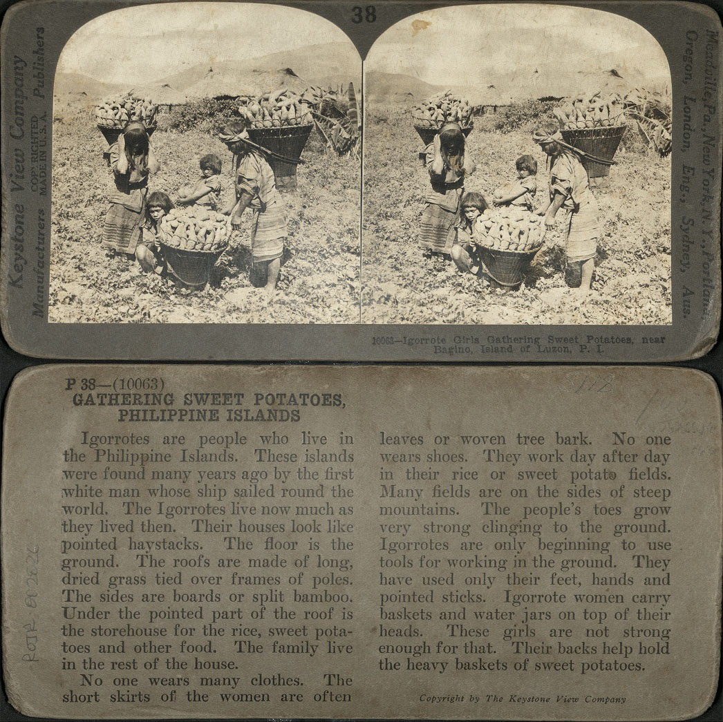 Igorrote [Igorot] Girls Gathering Sweet Potatoes, near Bagino [Baguio], Island of Luzon, P. I.